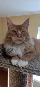 Maine Coon (8 foto / 8)