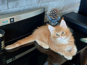 Maine Coon (3 foto / 6)