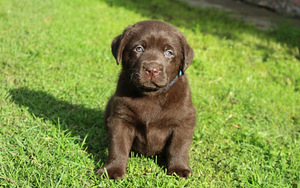 Labradoru kucēni (3 foto no 3)