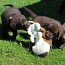 Labradora retrīvera kucēni (foto #5)