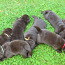 Labradora kucēni (foto #3)
