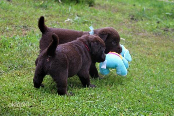 Labradora retrīvera kucēni (foto #4)