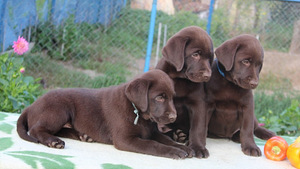 Labradora kucēni (2 foto no 7)