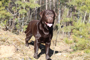Labradora kucēni (6 foto no 7)