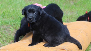 Labradora kucēni (2 foto no 5)