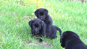 Labradora kucēni (4 foto no 5)