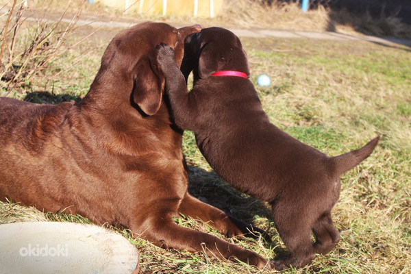 Щенки лабрадора