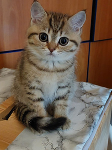 Британские котята (2 фото из 10)