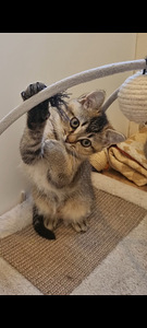 Британские котята (4 фото из 10)
