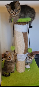 Британские котята (10 фото из 10)