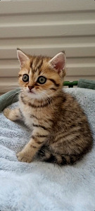 Британские котята (6 фото из 10)