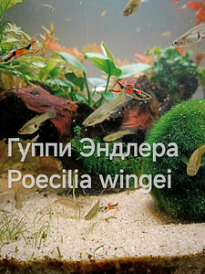 Tasuta kalad gupid Poecilia wingei (1 foto / 3)