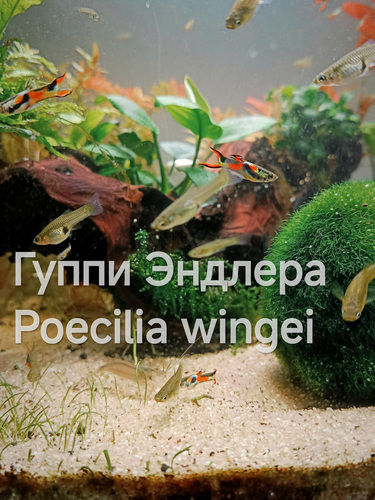 Tasuta kalad gupid Poecilia wingei