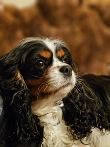 Cavalier King-Charles spanjel (6 foto / 6)
