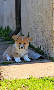 Walesi corgi pembroke.. (3 foto / 9)