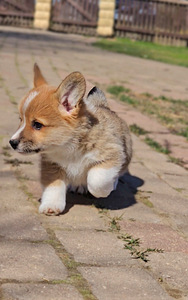 Walesi corgi pembroke.. (5 foto / 9)