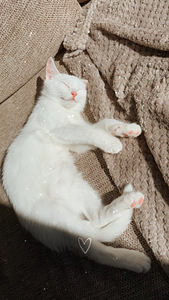 Котенок (1 фото из 2)