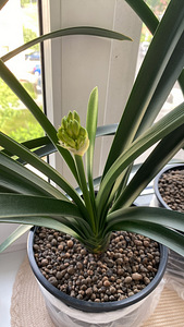 Комнатное растение Clivia miniata (3 фото из 3)