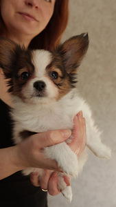 Papilons (2 foto no 4)