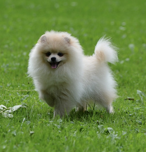 Pomeranian kutsikad (3 foto / 4)