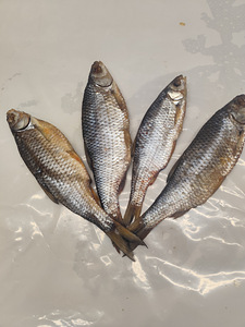 Сушеная рыба Язь ,Вимба, Плотва,корюшка, камбала, бычек, Лещ (9 фото из 9)