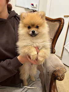 Pennut (3 valokuva sivusta 4)