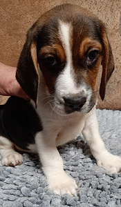 Imelised beagle kutsikad (1 foto / 1)