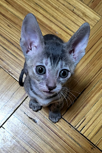 Cornish rex kassipоeg (1 фото из 4)