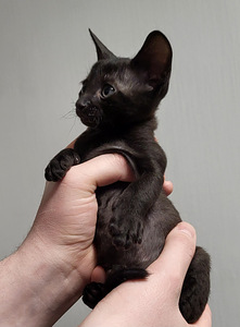 Kassipojad cornish rex. Cornish Rexi kassipojad (2 foto / 4)