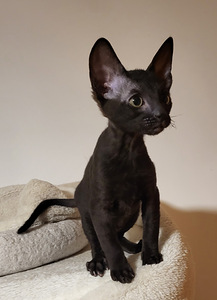 Kassipojad cornish rex. Cornish Rexi kassipojad (1 foto / 4)