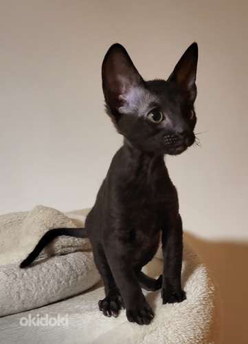 Футурама видео секс