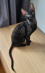 Cornish rex kassipoeg (3 foto / 5)