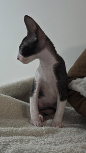 Котенок Корниш рекс (3 фото из 6)