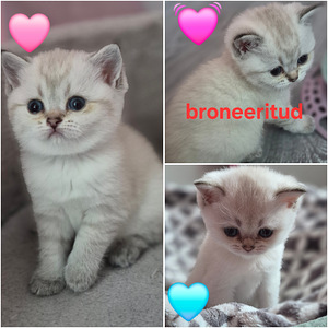 Briti kassipojad (1 foto / 6)
