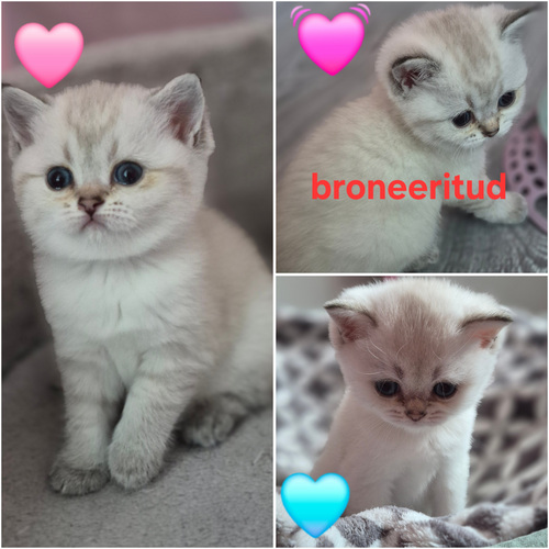 Briti kassipojad