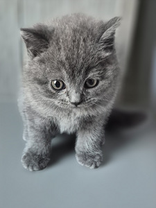 Британские котята (6 фото из 8)