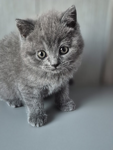 Британские котята (7 фото из 8)