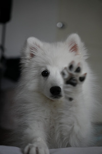 Японский шпиц (5 фото из 5)