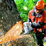 Ohtlike puude langetamine (foto #1)