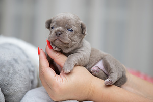 Чихуахуа красивые щенки Chihuahua Boy and Female (2 foto / 4)