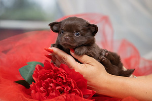 Chihuahua kutsikad on väga ilusad (3 foto / 9)