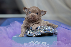 Chihuahua kutsikad on väga ilusad (1 foto / 9)