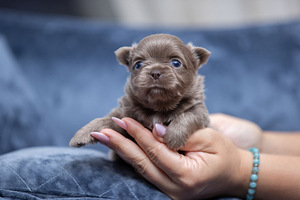 Imeilusad chihuahua kutsikad (7 foto / 10)