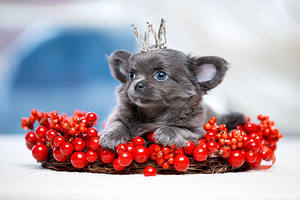 Valge kreemjas Chihuahua (7 foto / 10)