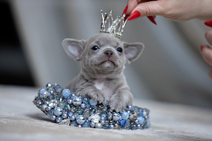 Valge kreemjas Chihuahua (1 foto / 10)