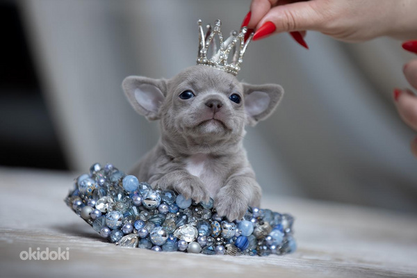 Чихуахуа красивого окраса ( Chihuahua)