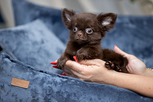 Chihuahua kutsikad (6 foto / 7)