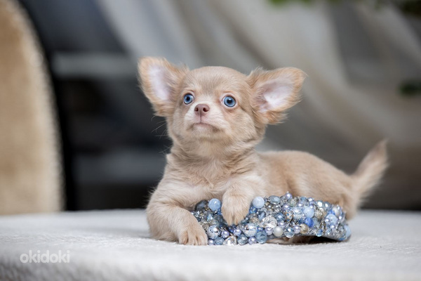 Щенки Чихуахуа ( Chihuahua) Изабелла, Шоколадные и Лиловые (фото #1)