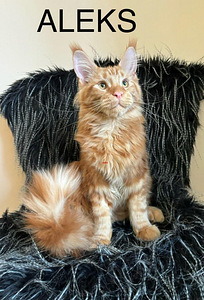 Kassipojad Mein-kunid, Maine Coon kassipojad, tšempion vanem (2 foto / 4)