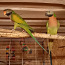 Пара маленьких бородатых попугаев (фото #2)